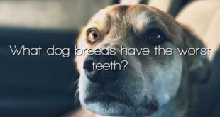 What dog breeds have the worst teeth?