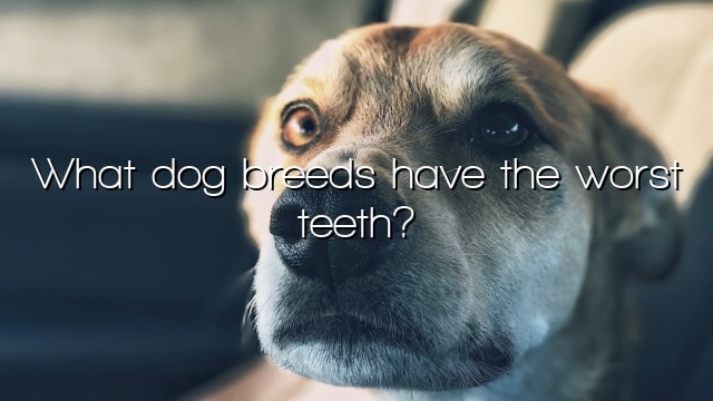 What dog breeds have the worst teeth?