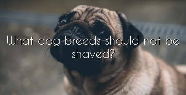 What dog breeds should not be shaved?