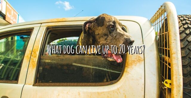 What dog can live up to 20 years?