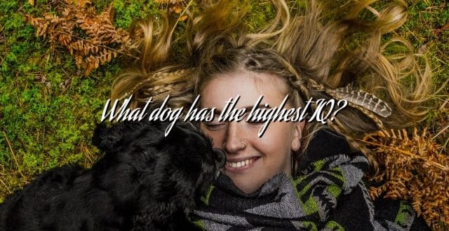 What dog has the highest IQ?