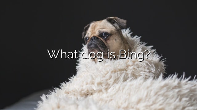 What dog is Bing?
