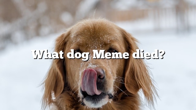 What dog Meme died?