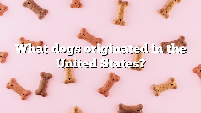 What dogs originated in the United States?