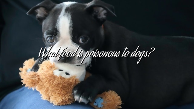 What food is poisonous to dogs?