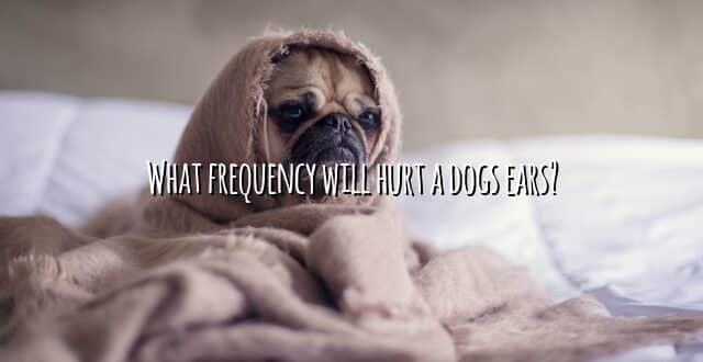 What frequency will hurt a dogs ears?