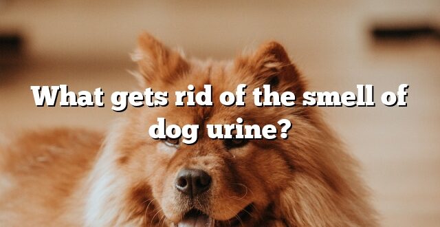 What gets rid of the smell of dog urine?