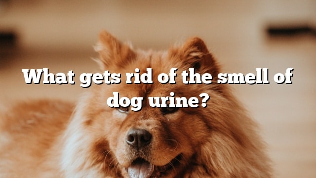 What gets rid of the smell of dog urine?