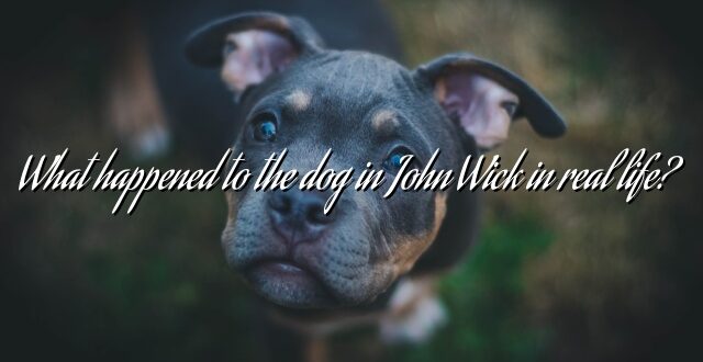 What happened to the dog in John Wick in real life?