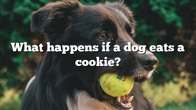 What happens if a dog eats a cookie?