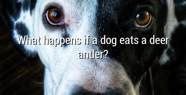 What happens if a dog eats a deer antler?