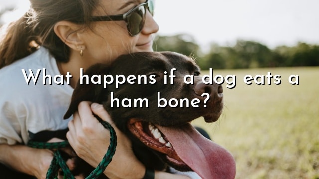 What happens if a dog eats a ham bone?