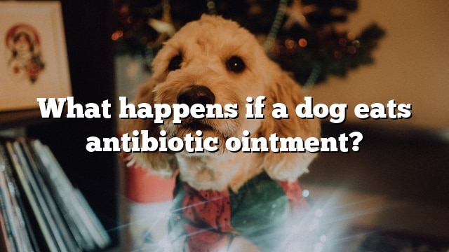 What happens if a dog eats antibiotic ointment?