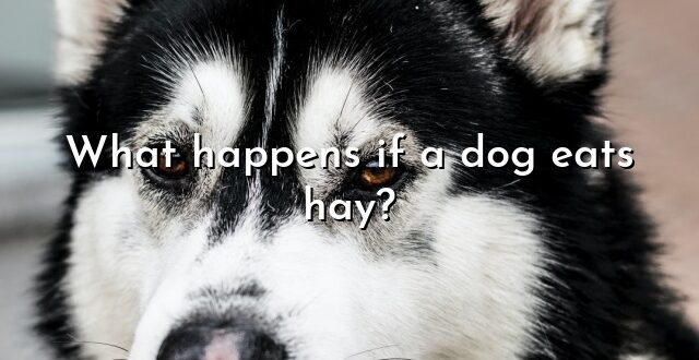 What happens if a dog eats hay?