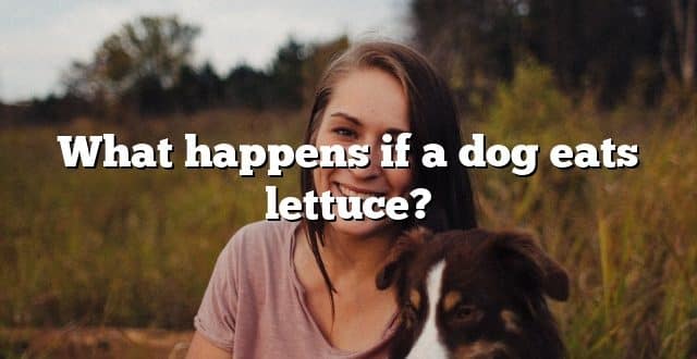 What happens if a dog eats lettuce?