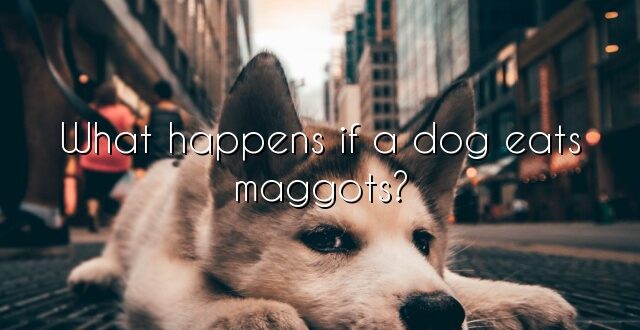 What happens if a dog eats maggots?