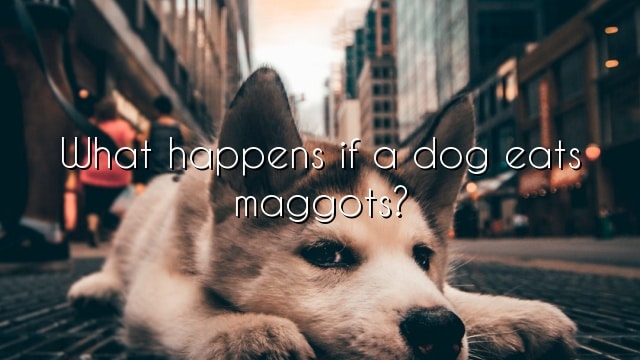 What happens if a dog eats maggots?