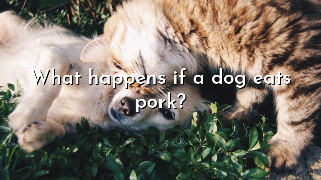 What happens if a dog eats pork?