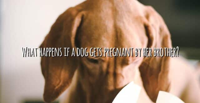 What happens if a dog gets pregnant by her brother?