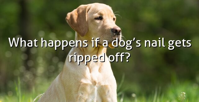 What happens if a dog’s nail gets ripped off?