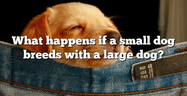What happens if a small dog breeds with a large dog?
