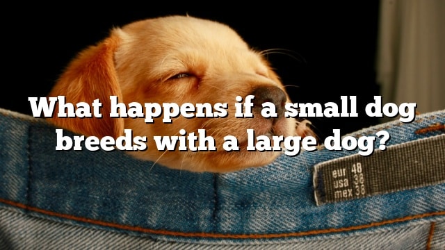 What happens if a small dog breeds with a large dog?