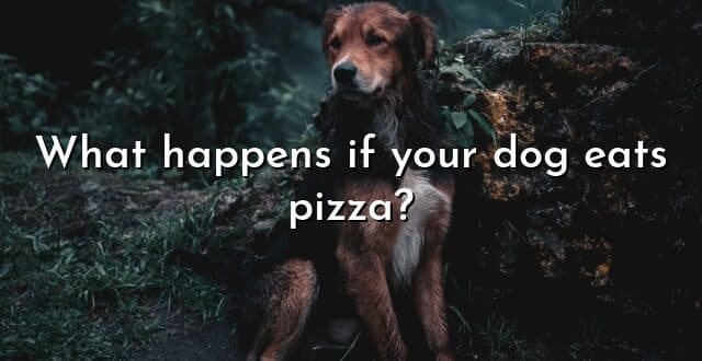 What happens if your dog eats pizza?