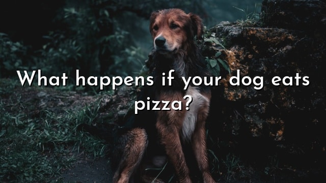 What happens if your dog eats pizza?