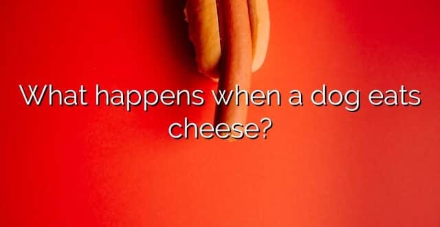 What happens when a dog eats cheese?