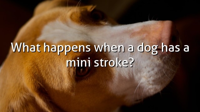 What happens when a dog has a mini stroke?