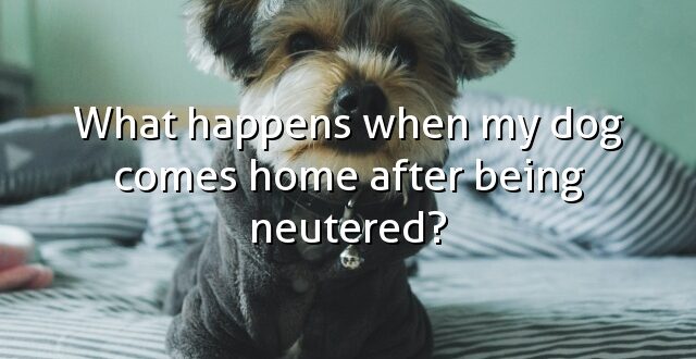 What happens when my dog comes home after being neutered?