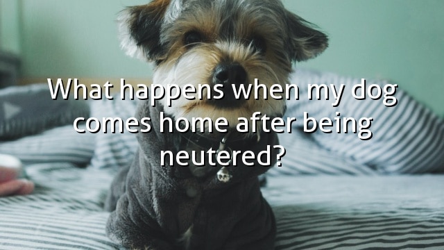 What happens when my dog comes home after being neutered?