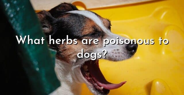 What herbs are poisonous to dogs?