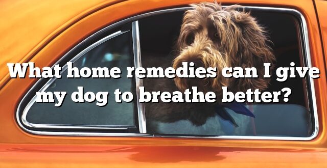 What home remedies can I give my dog to breathe better?