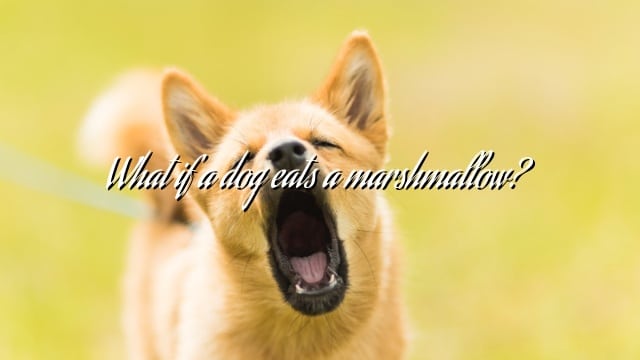 What if a dog eats a marshmallow?