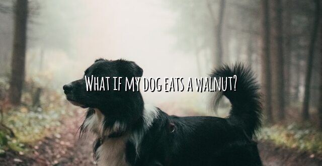 What if my dog eats a walnut?