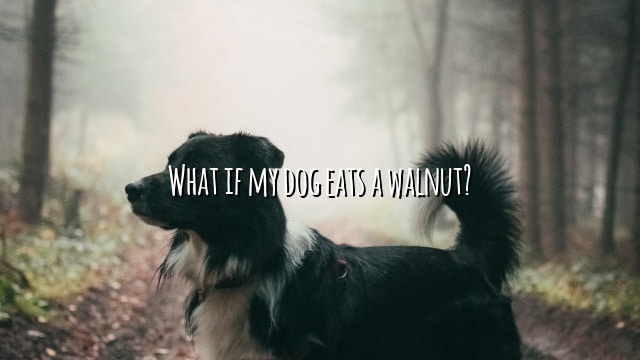 What if my dog eats a walnut?