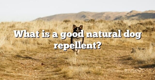 What is a good natural dog repellent?