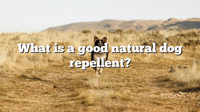 What is a good natural dog repellent?
