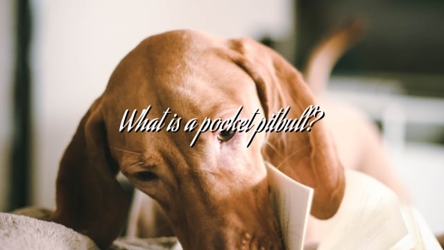 What is a pocket pitbull?