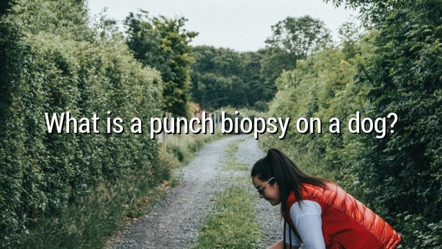 What is a punch biopsy on a dog?
