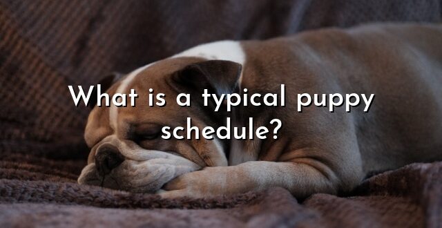 What is a typical puppy schedule?