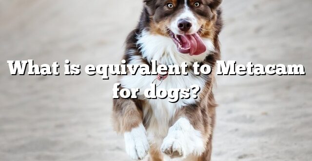 What is equivalent to Metacam for dogs?