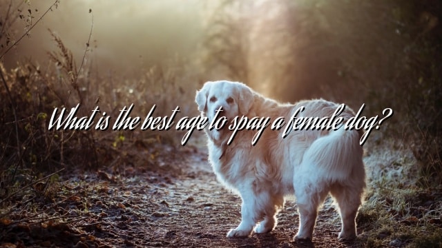 What is the best age to spay a female dog?
