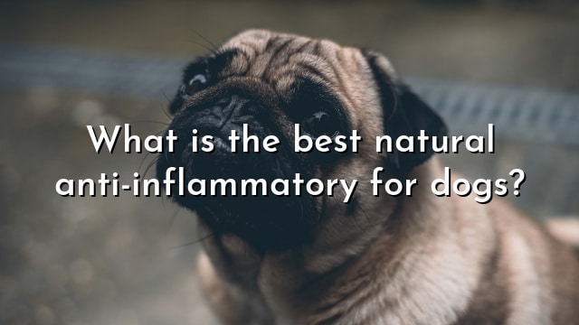 What is the best natural anti-inflammatory for dogs?