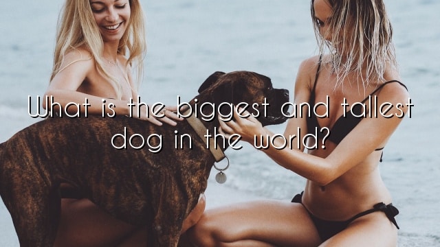 What is the biggest and tallest dog in the world?