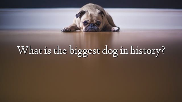 What is the biggest dog in history?
