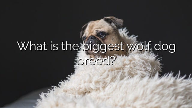 What is the biggest wolf dog breed?