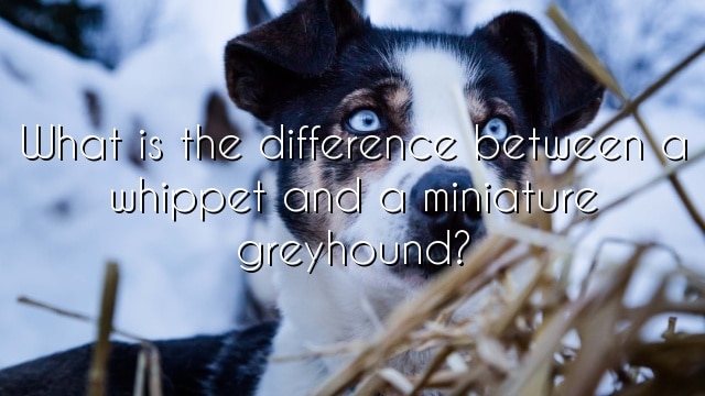 What is the difference between a whippet and a miniature greyhound?