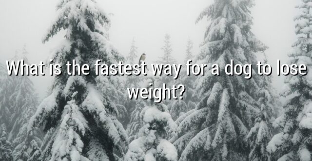 What is the fastest way for a dog to lose weight?